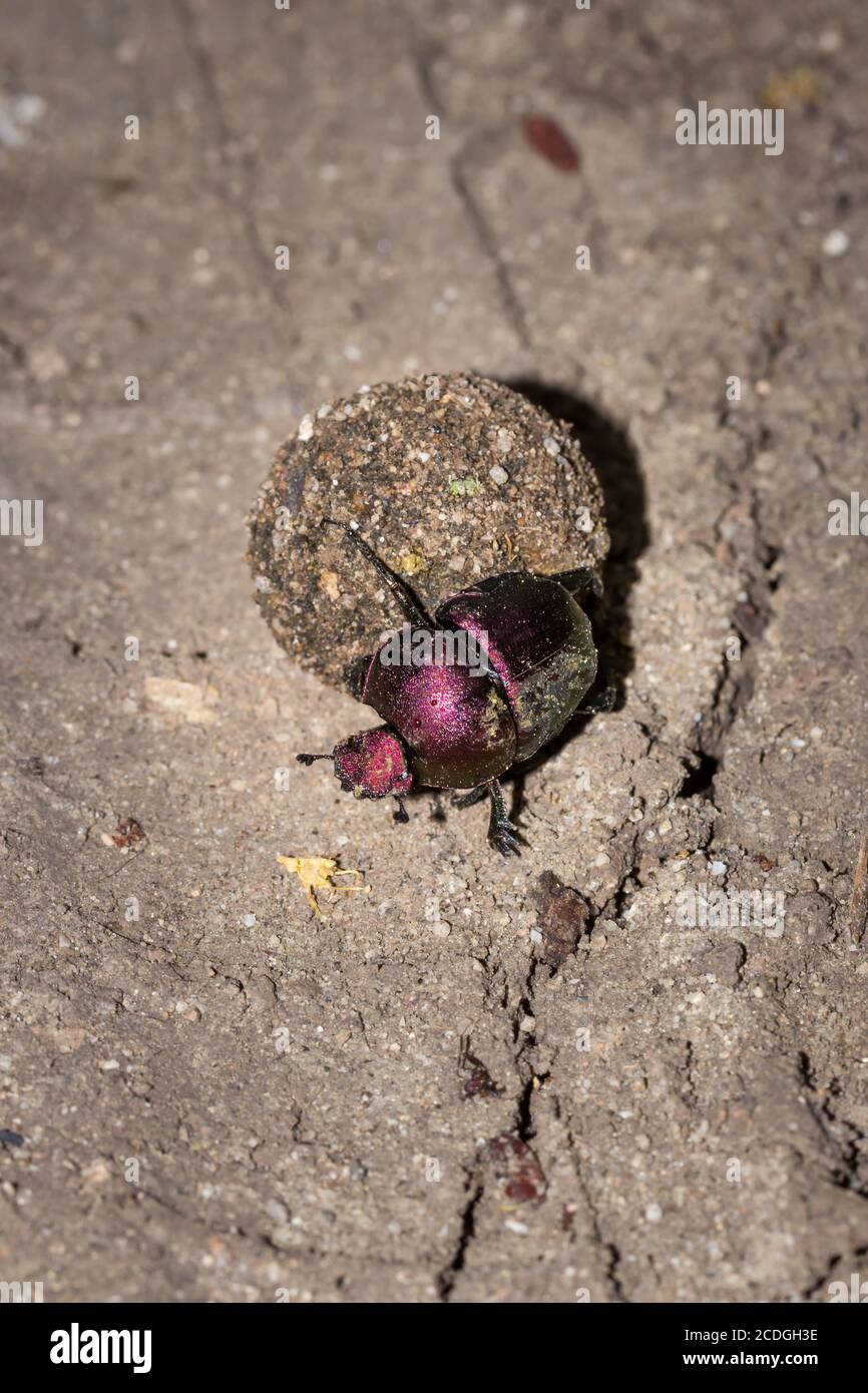 Plum Dung Beetle (convinus Anachalcos) assis sur un ballon de dung, Parc national Kruger, Afrique du Sud Banque D'Images