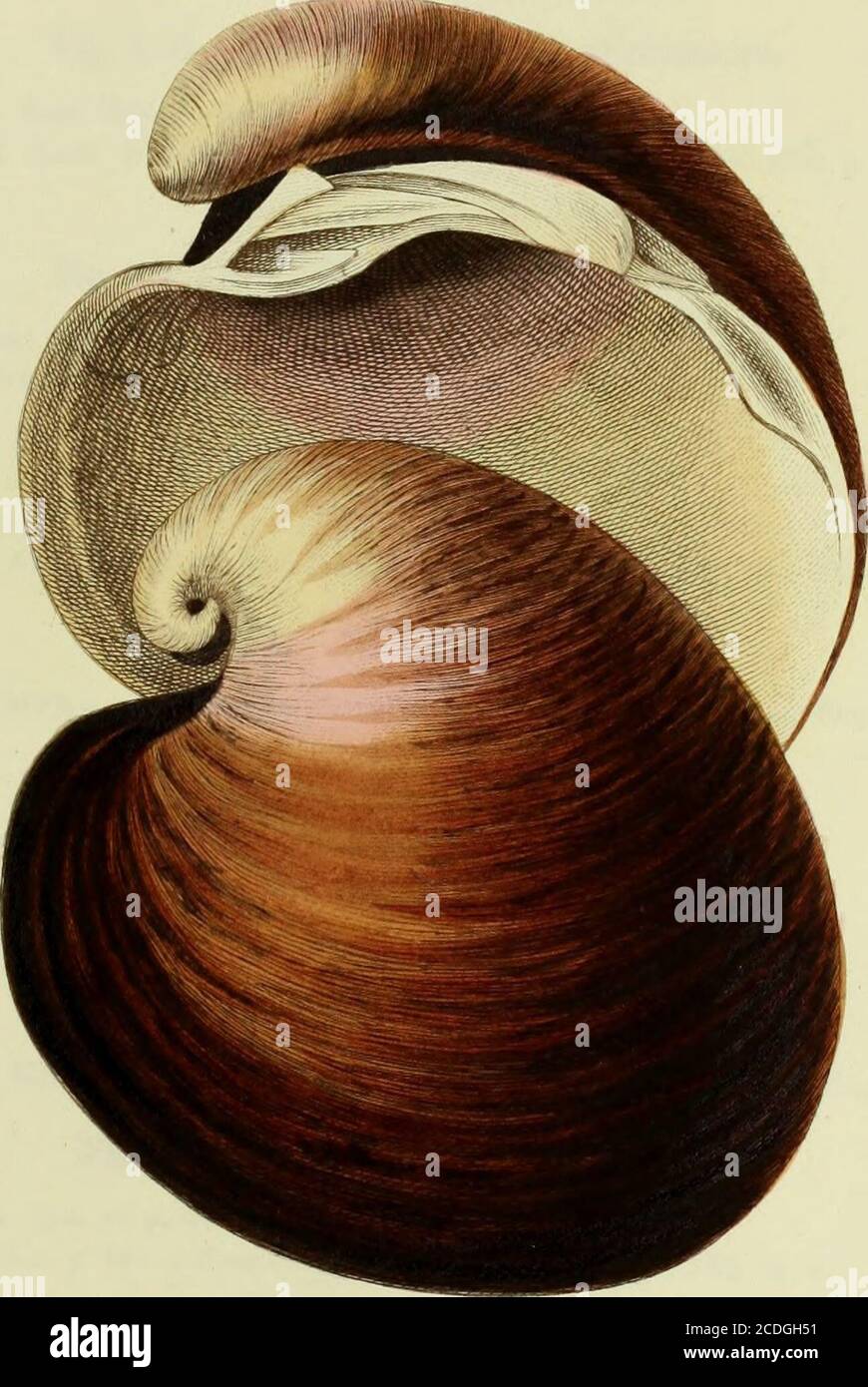 . Illustrations de la conchologie de la Grande-Bretagne et de l'Irlande . itranti hi, utf>^ Jinnv arifitine-mii. bt/ Tr.LL2.ksarj J^£n^r^ h F1.ATE, 2^... Firuim hv CTP^f Brown- Rn^ruftt! h }VM/.i*u^y Filuthunph. PLAQUE XXV. Figure 1, 2, 3. ARC A No^.Arca Noae, Mo?d. Test. Brit. P. 139, pi. 4, fig. 3.—Lam. Syst. vi. P. 57.—Brown dans Ency. Brit. vi. P. 4] 6. Figure 4, 5. ARCA FUSCA.Arca fusca, test du Mont. Brit. Sup. P., 51.—Donov. Brit. SH. V. pi. 158, fig. 3, 4.—Lam. Syst. vi. P. 39- Fig. 6. ARCA LACTEA. Lactea d'Arca. Lam. Syst. vi. P. 40—Mont. Test. Brit. P. 138.—Brown dans Ency. Brit. vi. P. 41b. Figure 7. ARCA Banque D'Images