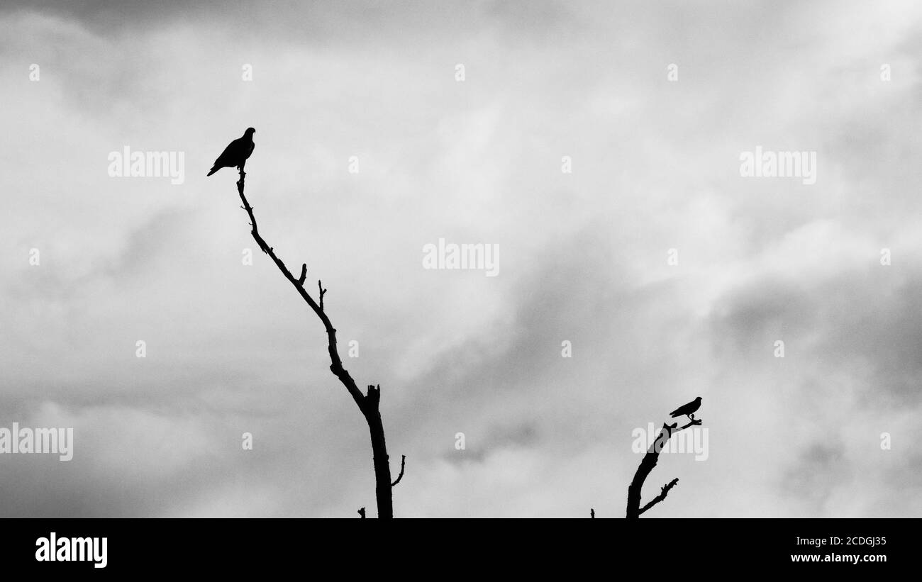 Hawk & Crow sur Top of Dead Trees en noir et blanc Banque D'Images