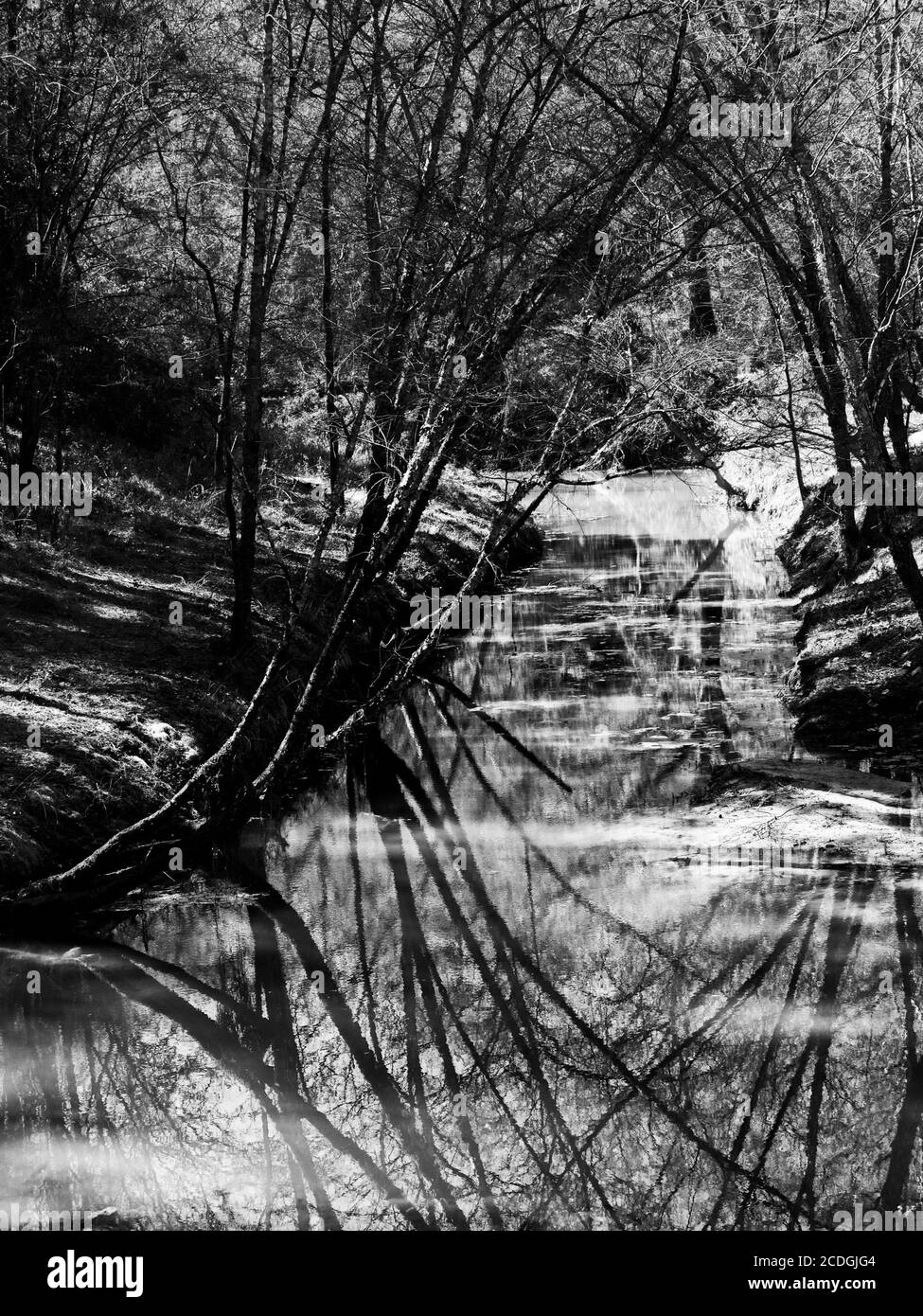 The Woodlands TX USA - 02-28-2020 - réflexion d'arbre En cours d'eau en noir et blanc Banque D'Images