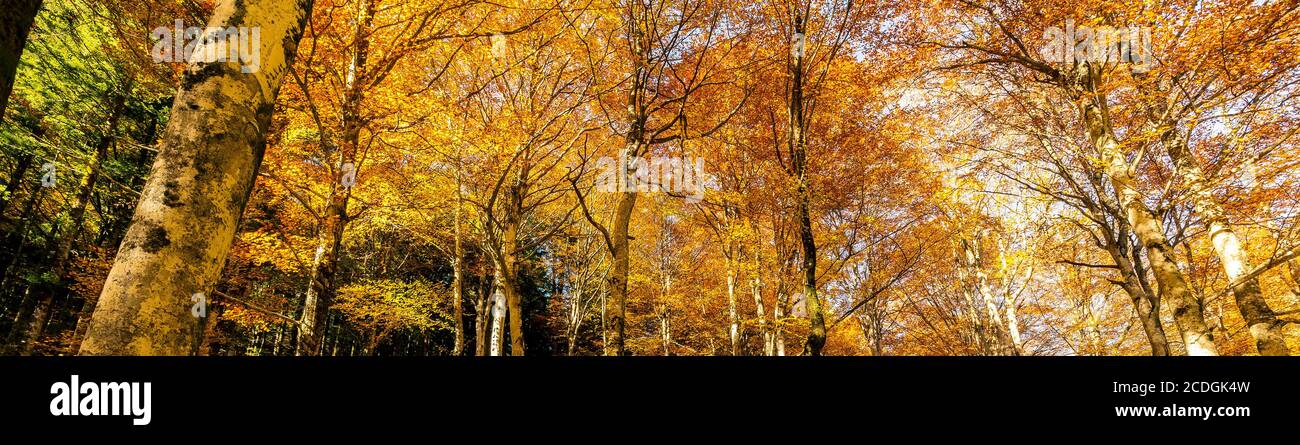 forêt de hêtre d'automne avec poutres apparentes Banque D'Images