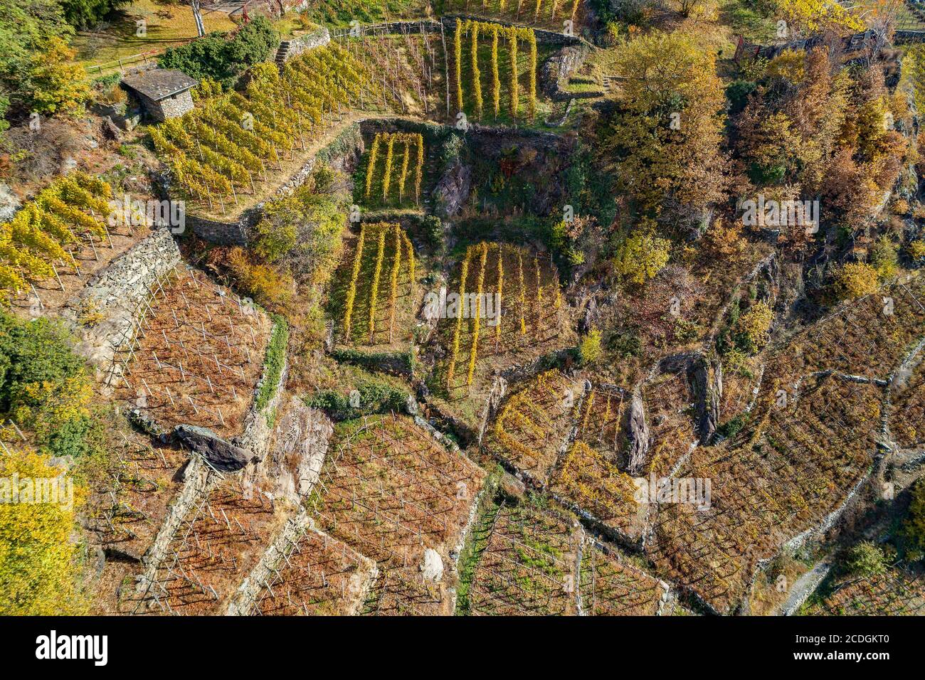 Valtellina (IT) - vignobles en automne Banque D'Images