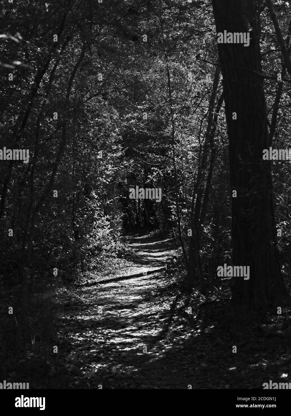 The Woodlands TX USA - 02-28-2020 - Trail in Woods Avec Green Trees B&W. Banque D'Images