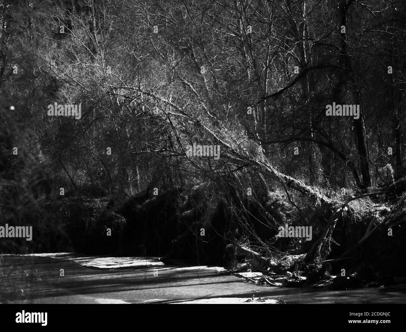 The Woodlands TX USA - 01-20-2020 - Tree Over Creek En noir et blanc Banque D'Images