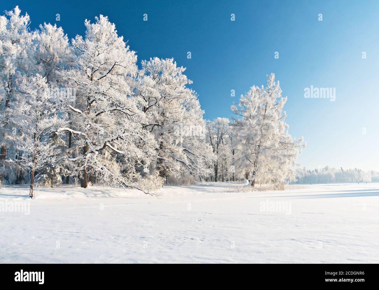 Parc d'hiver dans la neige Banque D'Images