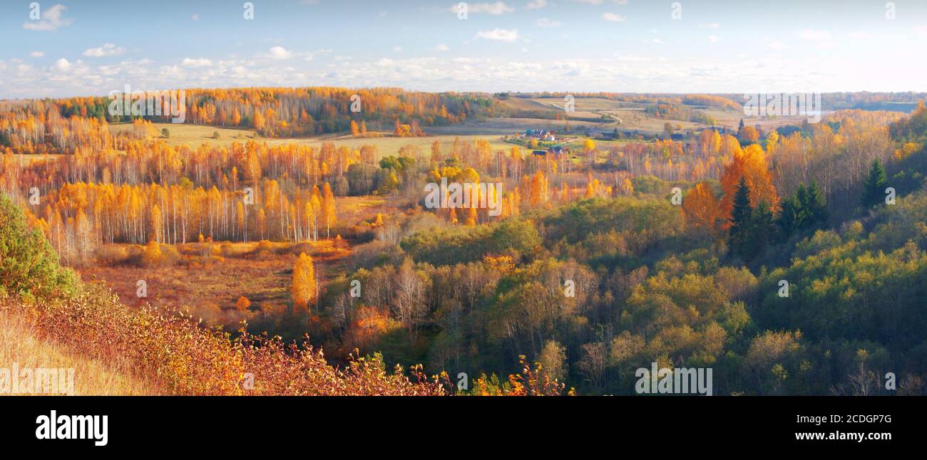 forêt d’automne Banque D'Images