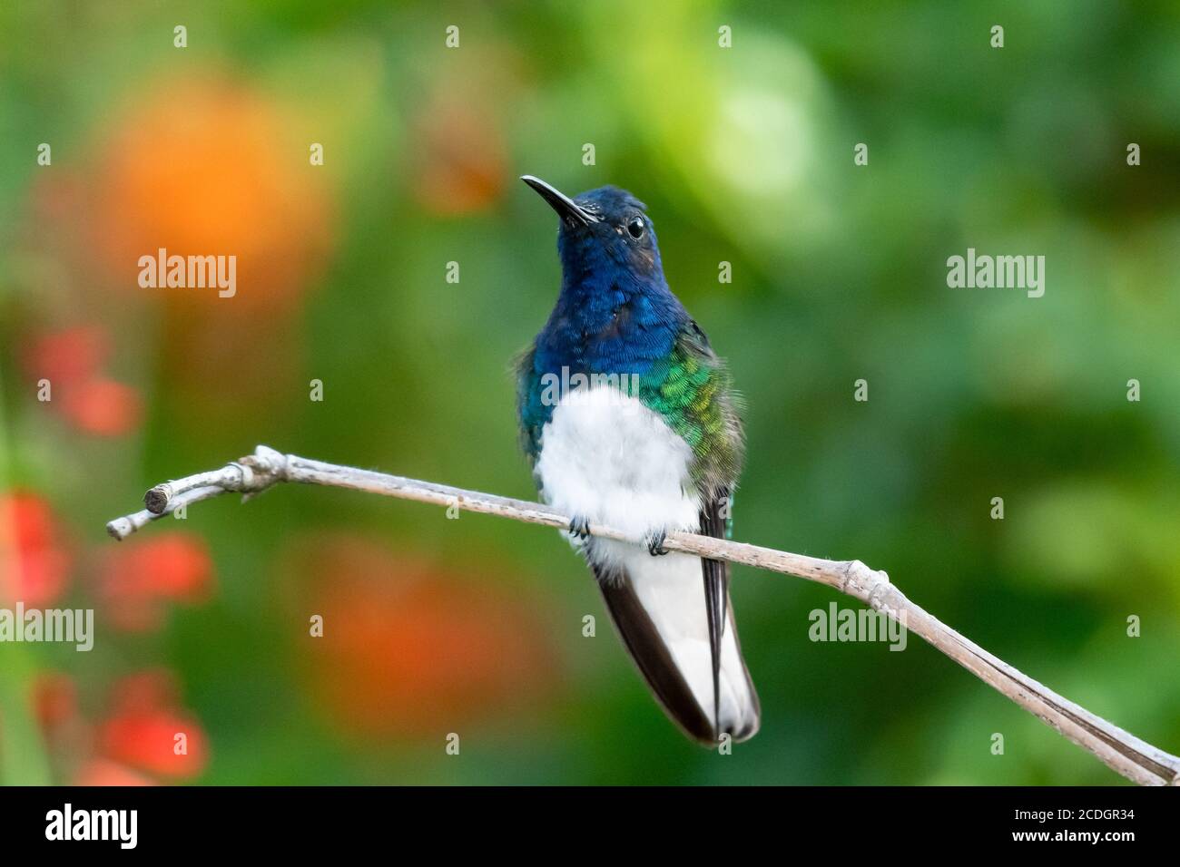 Un colibris Jacobin à col blanc perçant avec un arrière-plan bokeh. Hummingbird dans un éclairage naturel. Oiseau dans un jardin. Hummingbird dans la nature Banque D'Images