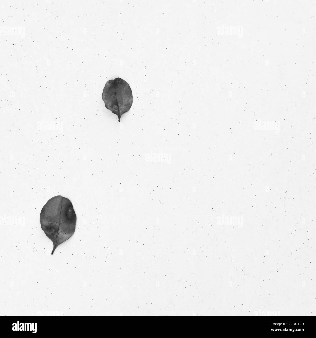 The Woodlands TX USA - 01-20-2020 - deux feuilles vertes Sur fond blanc en noir et blanc Banque D'Images