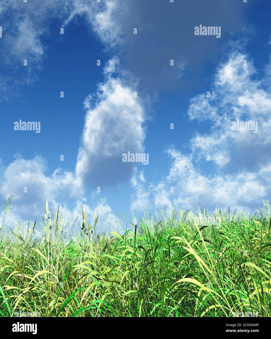 herbe verte juteuse sur fond ciel nuageux Banque D'Images