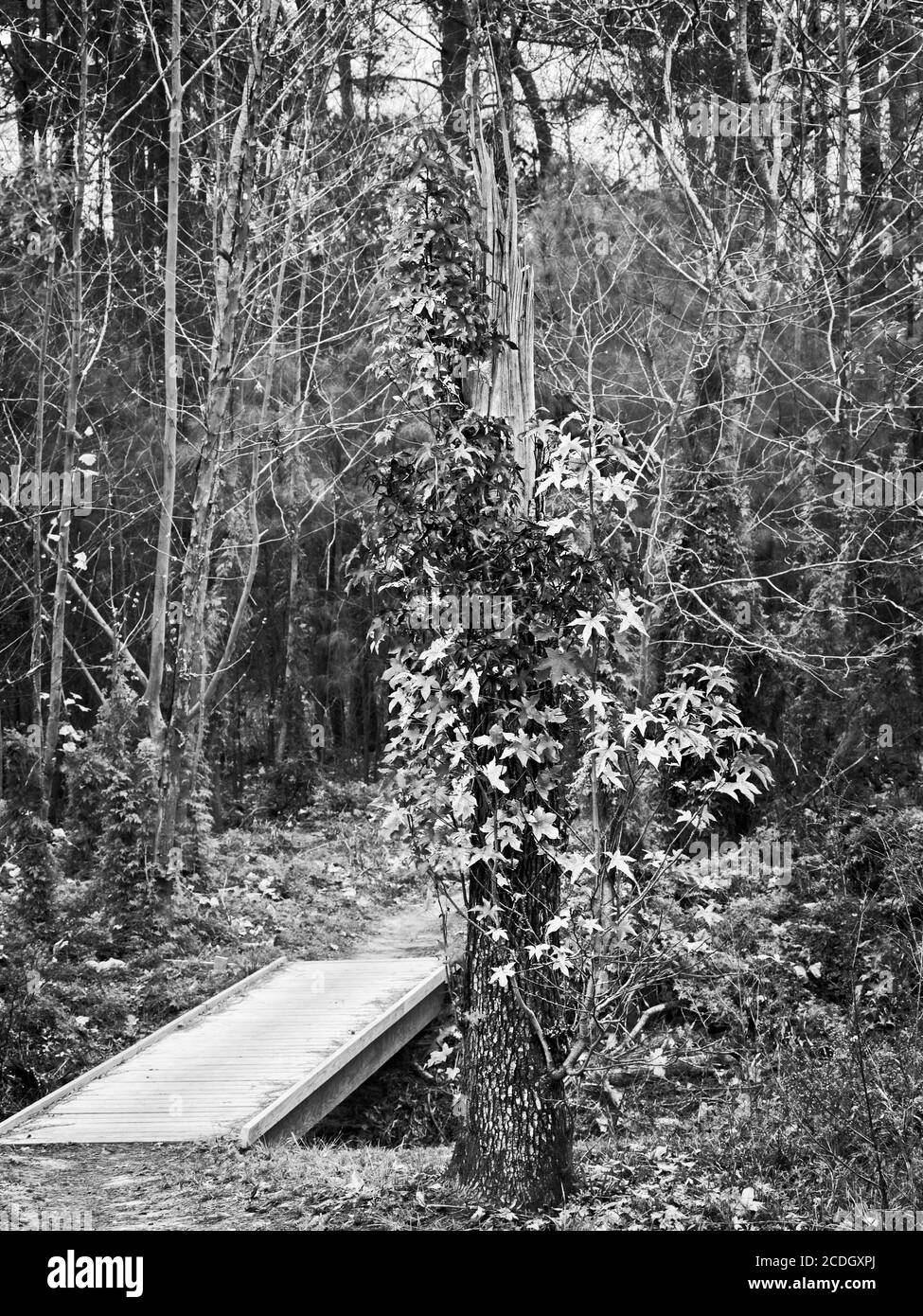 The Woodlands TX USA - 01-09-2020 - Pont en bois à Par Tree in Woods en B&W. Banque D'Images