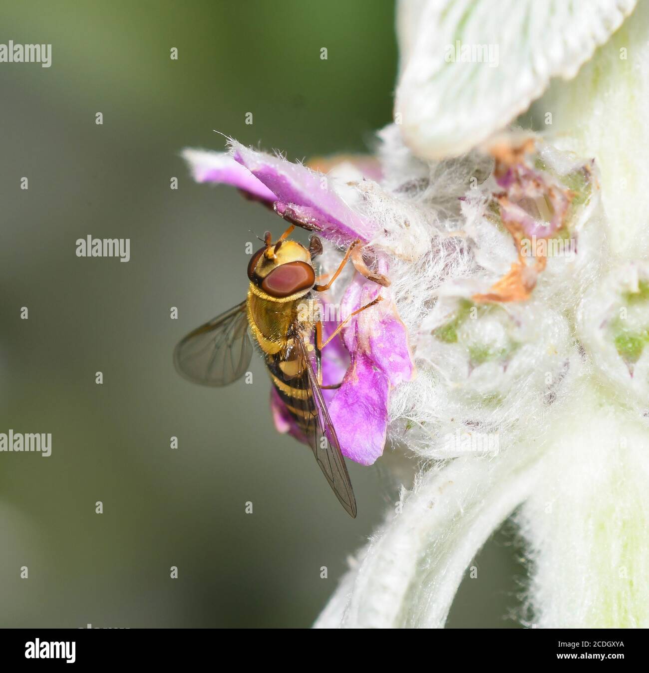 Survol se nourrissant des fleurs de Stachys lanata Banque D'Images