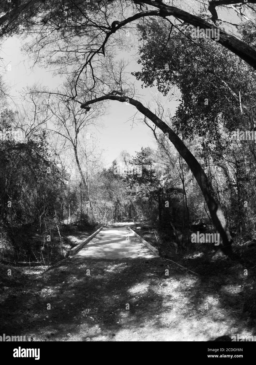 The Woodlands TX USA - 02-28-2020 - Pont en bois et Trail in Woods 2 en noir et blanc Banque D'Images
