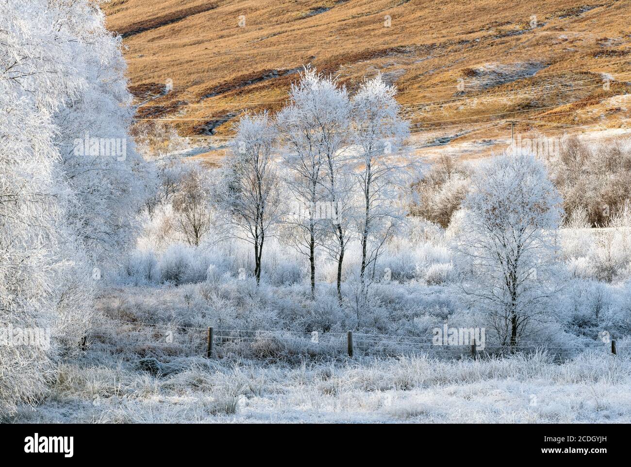 Arbres couverts de houarfrost, Highlands, Écosse Banque D'Images