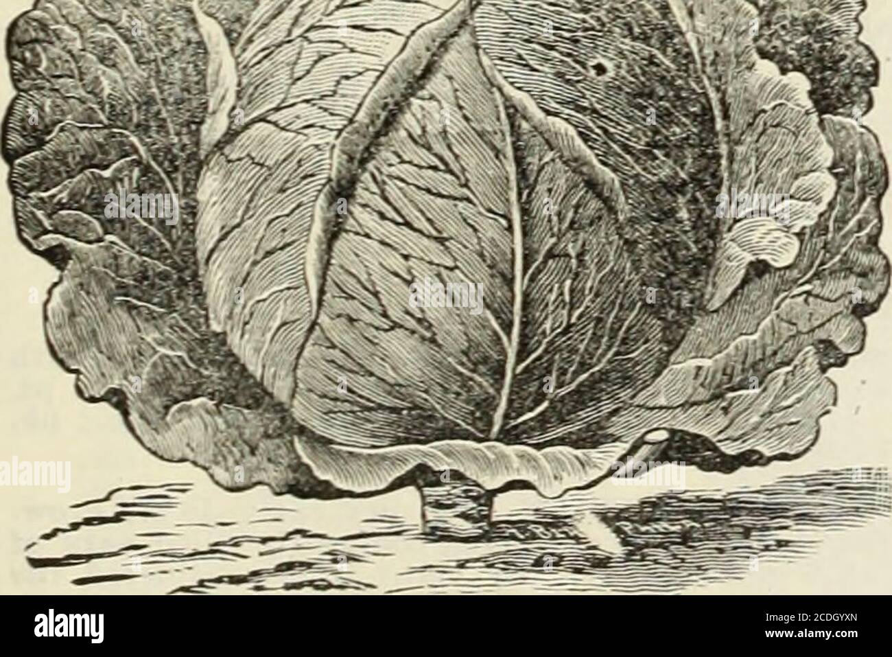 . Catalogue d'Allen : les fraisiers les plus chics et autres petits fruits, les graines végétales etc . f la croissance peut être plantéeplus proche que la plupart des variétés. Groupe 5c. ; oz. 15 °c ; 1-4 lb 50 ch. ; 111. 1.40 $. * AT.T. SAISONS.— dès le début de Drumhead CAB-bage, produisant des têtes de la plus grande taille, très désirerable pour l'utilisation au début du printemps, de l'été ou de l'automne. C'est un grand favori avec les producteurs de manv. Groupe 5c. ; oz. 15 °c ; 1-4 lb 50 ch. : 11). .&lt;1..50. ?DANISH BALLHEAD.— notre stock de chou célèbre et populaire est du meilleur importé.le Balhead danois a été introduit à partir de Denmarkover il y a deux ans. Notre graine de Banque D'Images