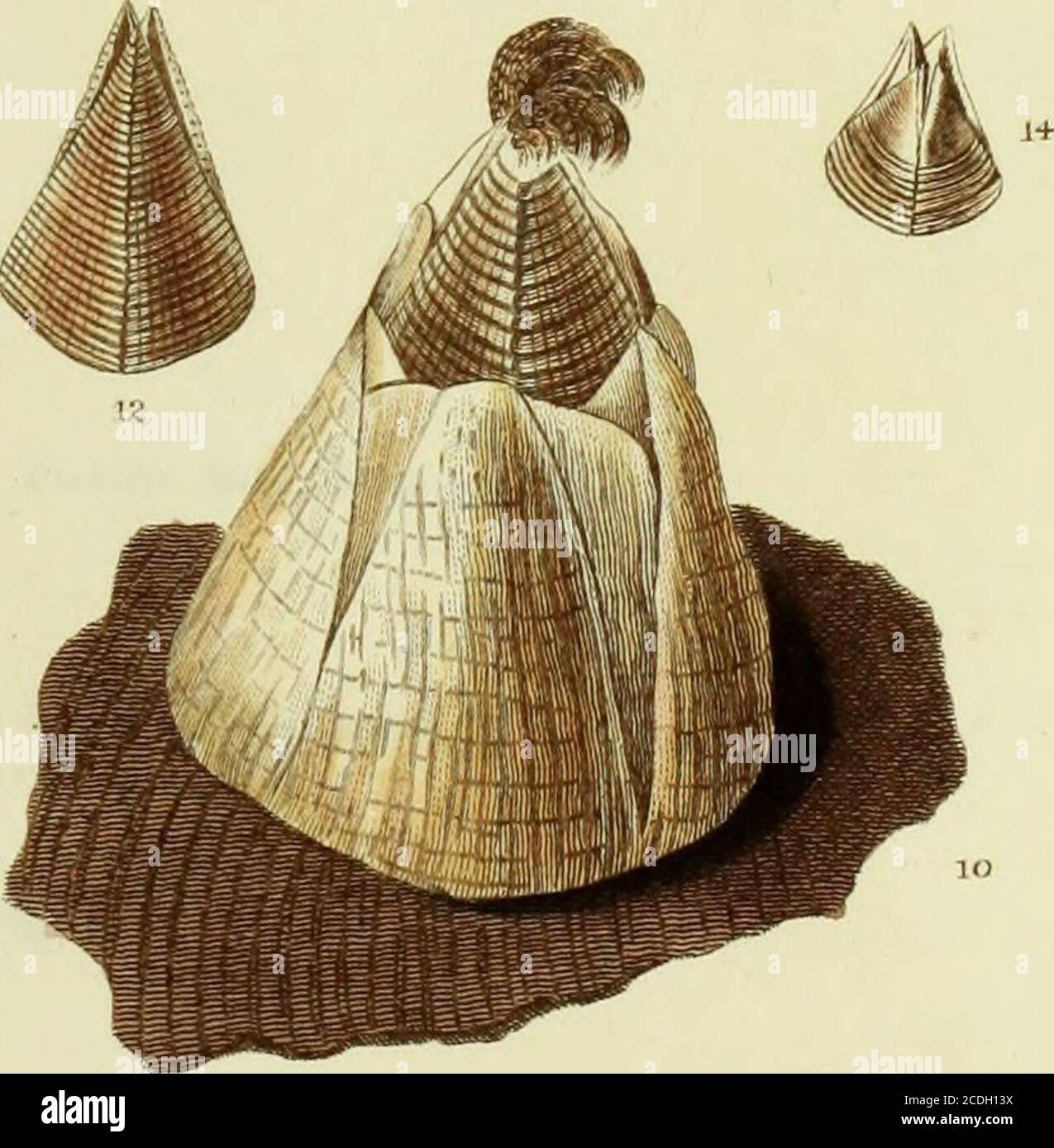 . Illustrations de la conchologie de la Grande-Bretagne et de l'Irlande . /hnti-n /•!/ /h/l-^r-tnt-n . £n^T-uie/1-1/ FTT/.Z.^ra^is /iihtl-urt/A PLAQUE VII Figure 1, 4. BALANUS rugosus, variétés. Figure 2, 3, 7, 8. Valves operculaires de Balanus rugosus. Figure 20. BALANUS rugosus, variété élongée. Côte de Northumberland. Figure 10. BALANUS cranchii. Balanus Cranchii, Leach en Sup. À Ency. Brit. Art. Cirripedes, pi, IVII—commun à Tenby et dans d'autres parties du pays de Galles. Figure 11, 12. Valves operculaires de DO. Figure 6. BALANUS spongicula. Balanus spongicula, Leach MSS. À Brit. MUS.—Nouvelle coquille trouvée à Weymouth. Figure 14, 15 Banque D'Images