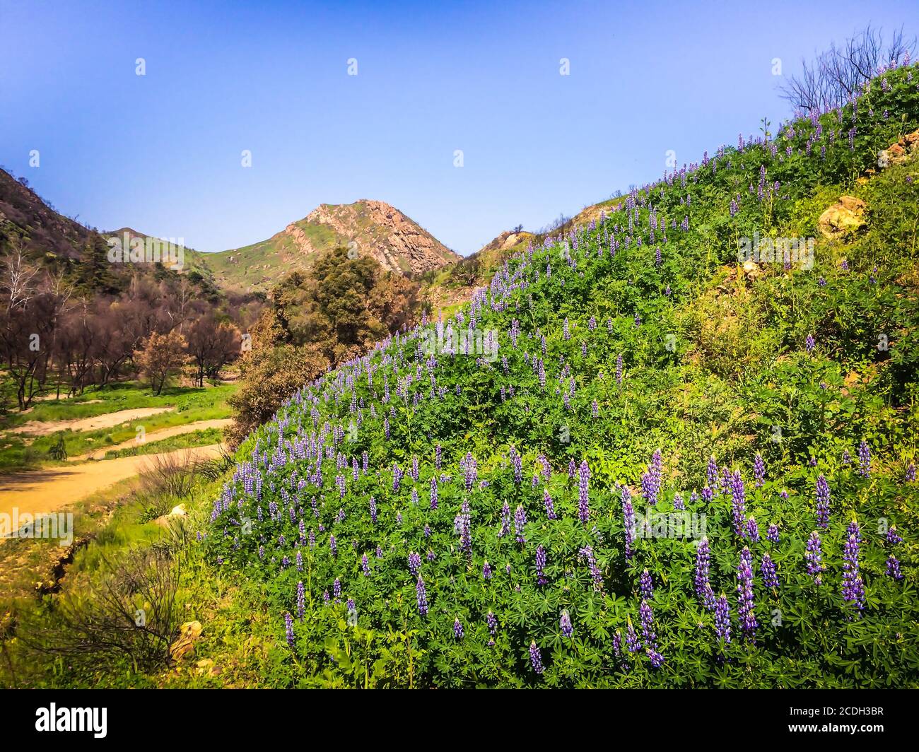 Colline avec fleurs de Lupin dans le parc national de Malibu Creek dans les montagnes de Santa Monica au printemps 2019 Banque D'Images