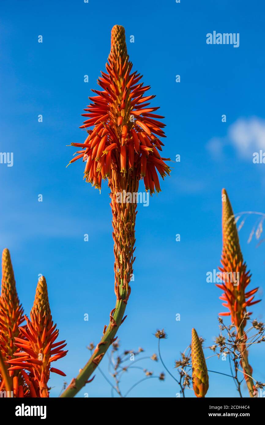 Portugal, Madère, Funchal, jardin tropical du Monte Palace, fleur d'aloès Banque D'Images