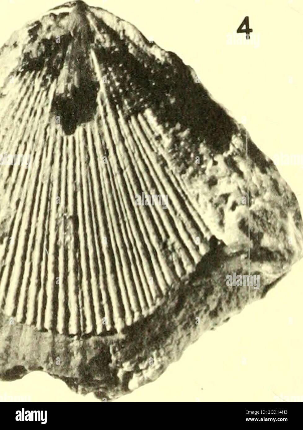 . Bulletins de paléontologie américaine . 4 *w. Pectinides de la Guadeloupe: Mongin 499 Lecende de Planche 41Figure page 1. Chlamys reynali, nov. sp. 481 holotype. la. Valve droite, X 1, N° 87418, coll. Trechmann, 1955 ans, British Museum (NAT. Hist.), gisement : Pointe-a-Pitre.lb. Soupape gauche, X 1.5. Gisement: Ravine Poucet, No. X, coll. De Reynal, I.C.P. lc. Avertissement des cotes, valve droite, X +• 2. Chlamys cleevei (Cooke) 482 valve gauche, X 1- Colline de lAérodrome. 3. Chlamys cruciana (Cooke) 483 vanne gauche, X 1- colline des C.R.S. 4. Chlamys sp. gr. Pusio (Linne) 485 vanne g Banque D'Images