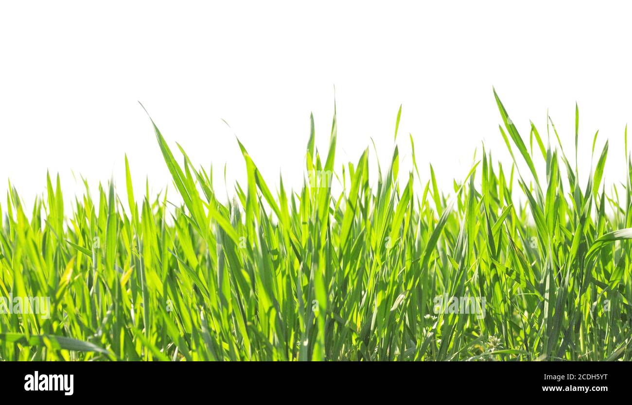 L'herbe d'été vert juteux Banque D'Images