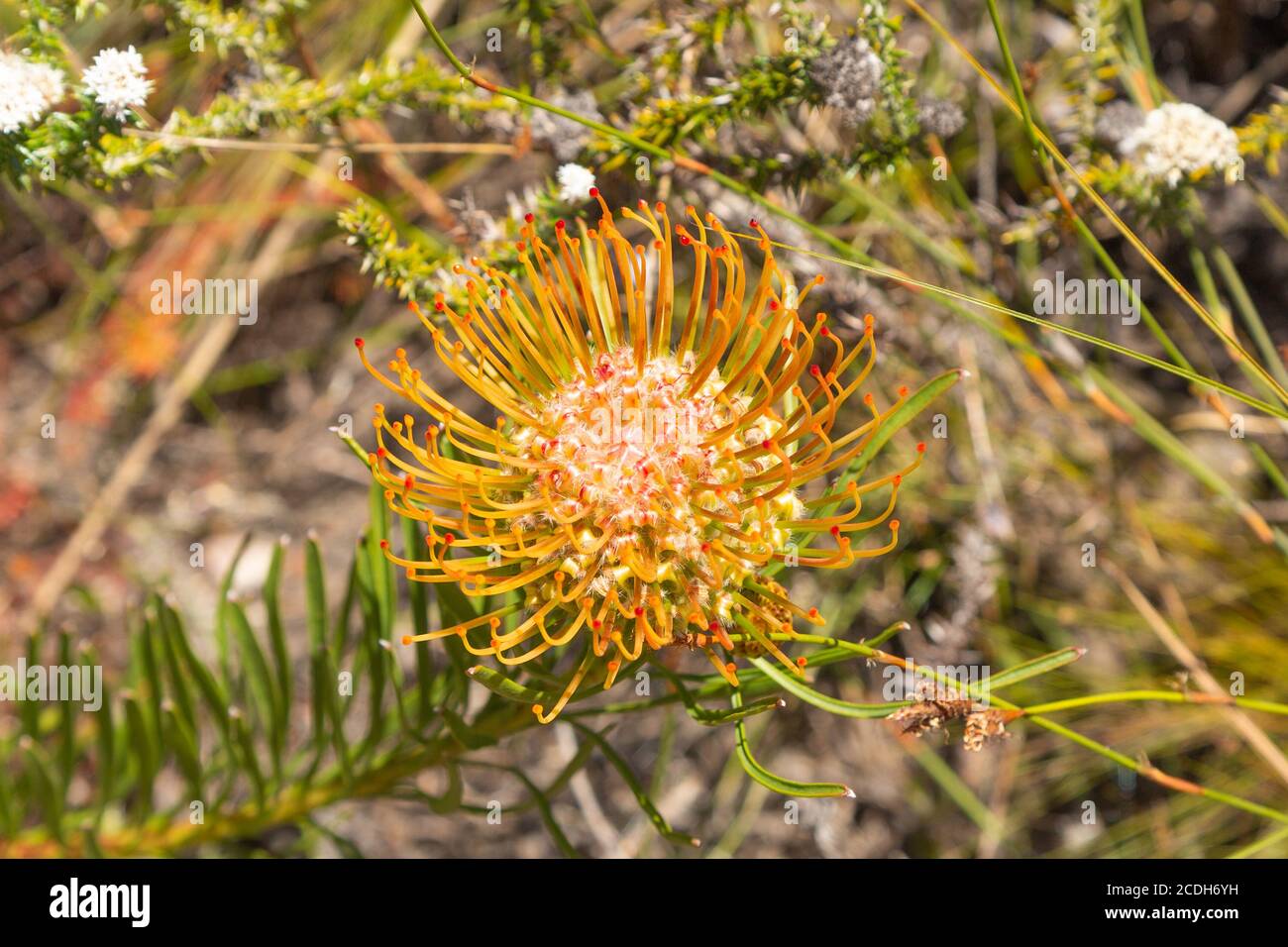 Leucospermum lineare proche de Stellenbosch, Cap occidental, Afrique du Sud Banque D'Images