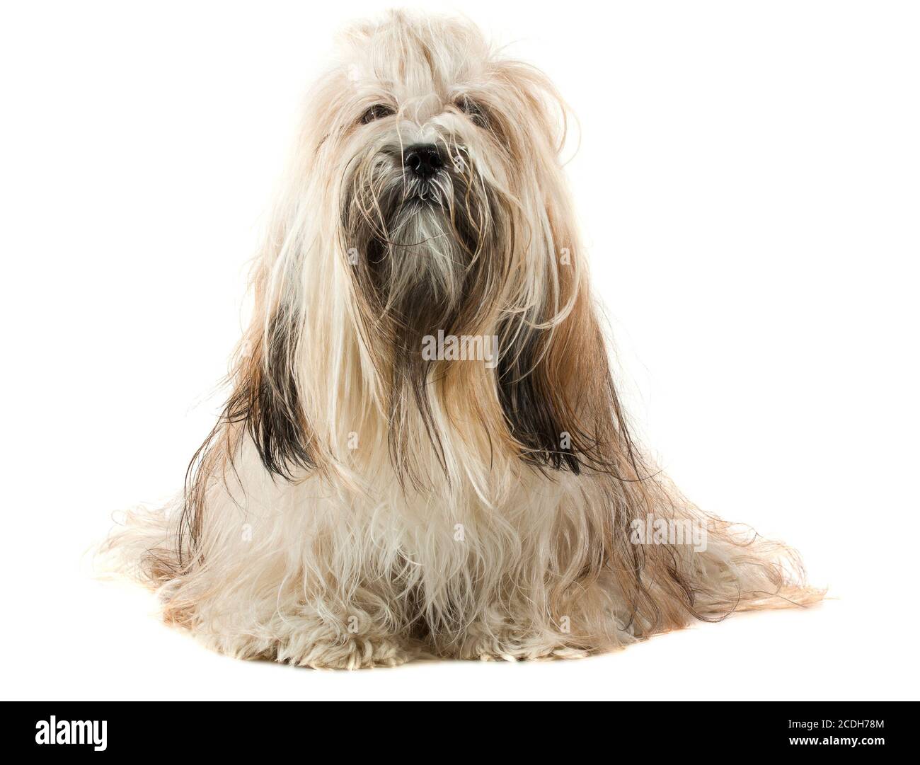 Adorable chien Lhassa Apso Banque D'Images