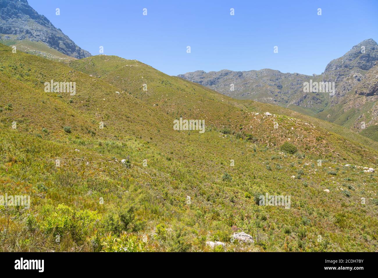 Paysage dans la réserve naturelle de Jonkershoek près de Stellenbosch, Cap occidental, Afrique du Sud Banque D'Images