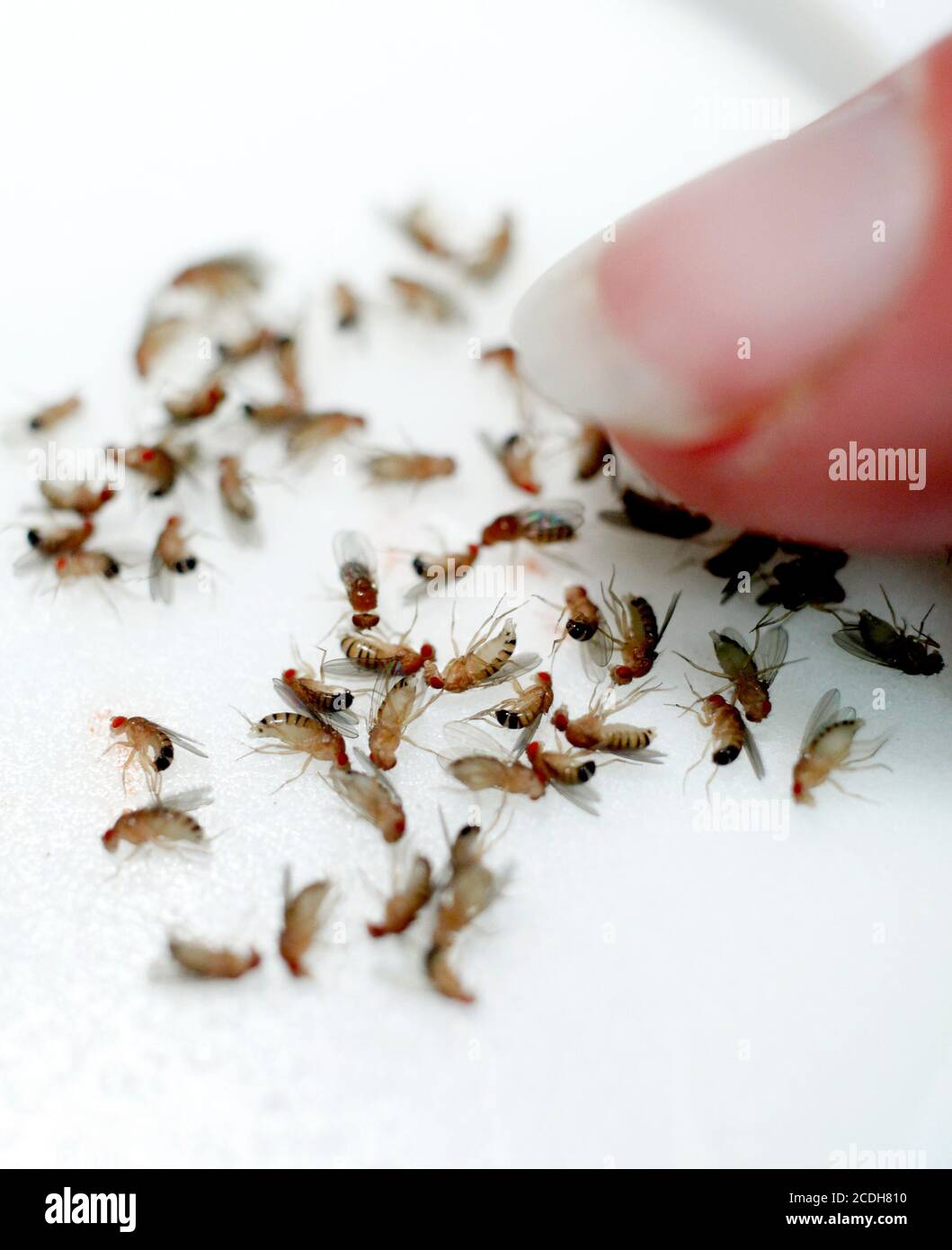 La mouche commune de fruits ou le vinaigre de mouche. Drosophila melanogaster est une espèce de mouche (l'ordre taxonomique Diptera) de la famille des Drosophilidae. Photo Jeppe Gustafsson Banque D'Images