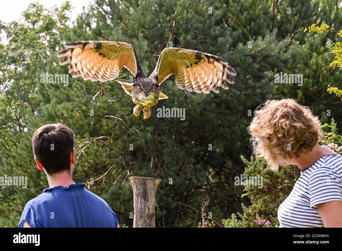 Carmarthen, pays de Galles - août 2020 : hibou de l'aigle survolant la tête des gens lors d'une exposition par le British Bird of Prey Centre dans le Carmarthenshire Banque D'Images