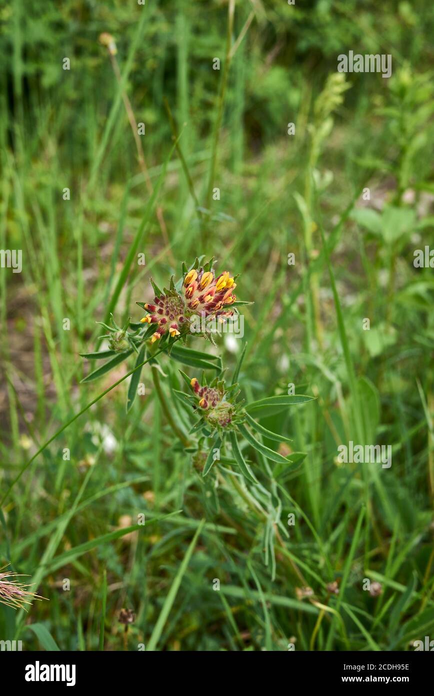 Anthyllis vulneraria inflorescence jaune et orange Banque D'Images