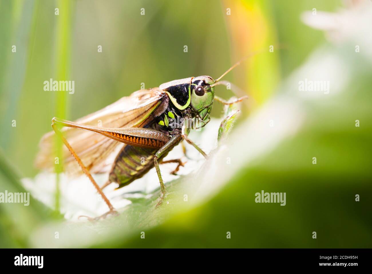 Bush-Cricket de Roesel - Metrioptera roeselii. Homme Banque D'Images