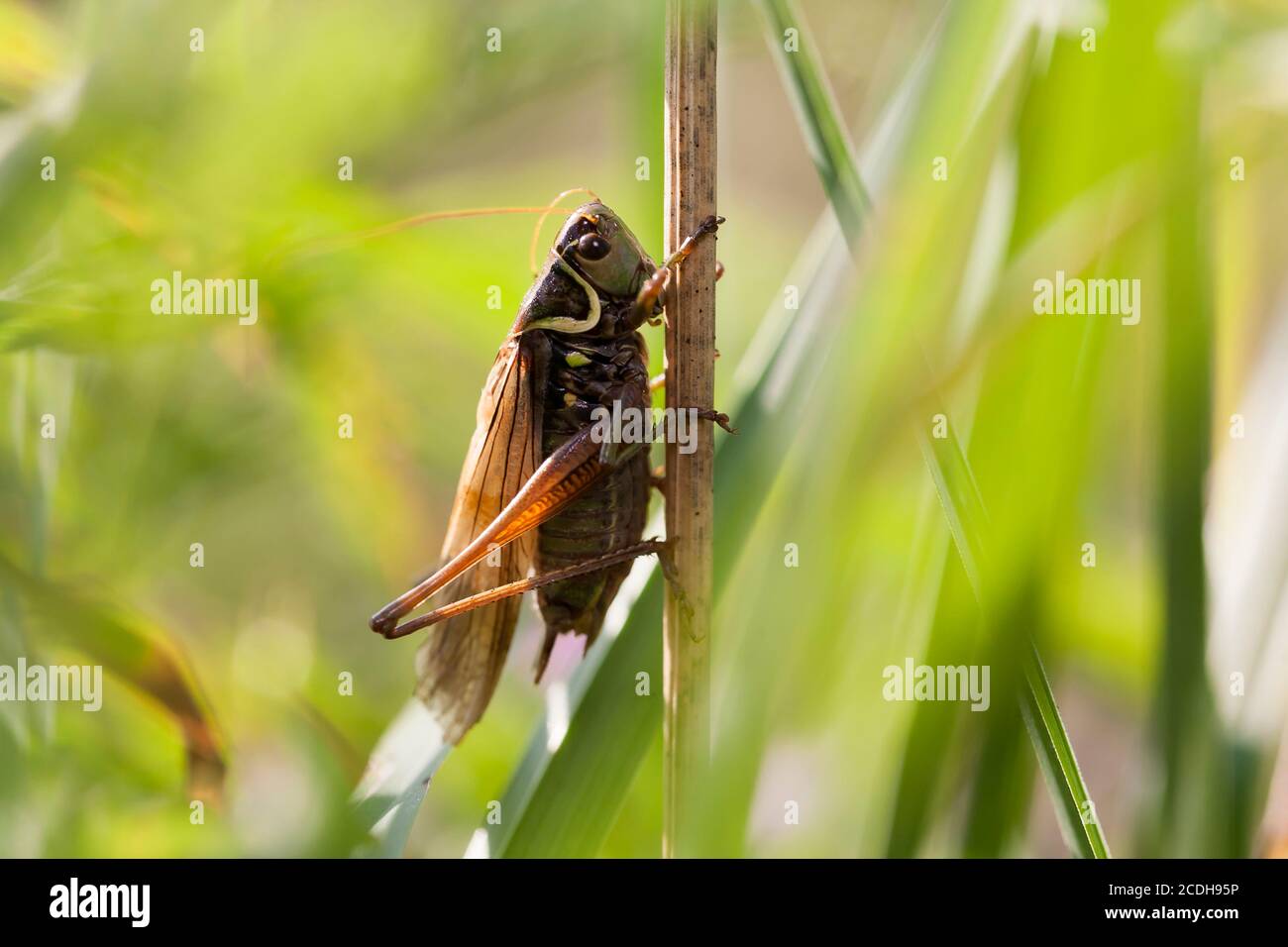 Bush-Cricket de Roesel - Metrioptera roeselii. Homme Banque D'Images