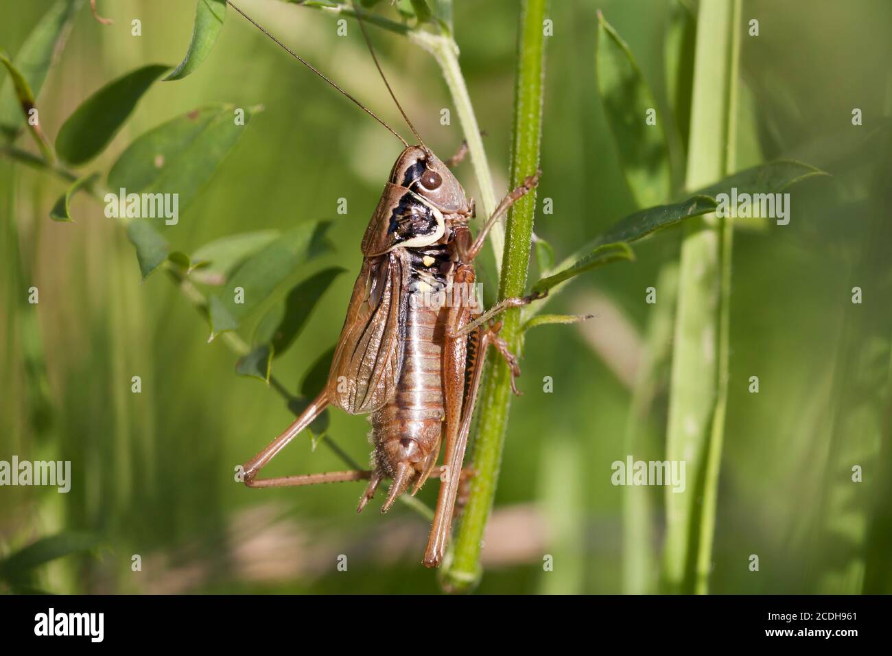 Bush-Cricket de Roesel - Metrioptera roeselii. Homme Banque D'Images
