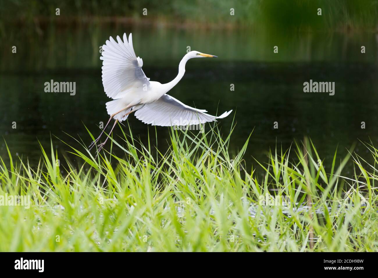 Grand Egret blanc - Ardea alba. Atterrissage dans un lit en roseaux Banque D'Images