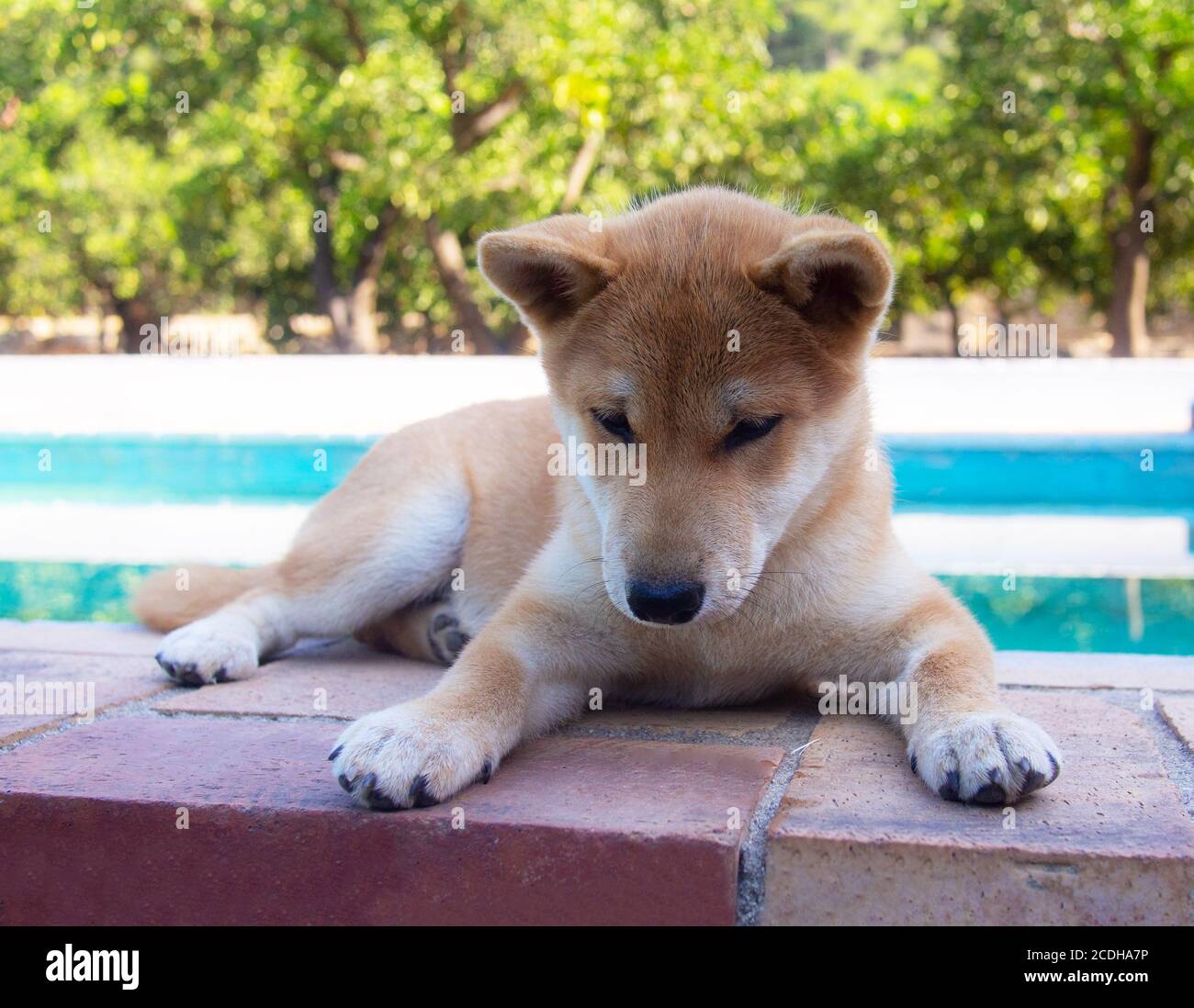 Le chiot Shiba Inu ressemble à un petit renard Banque D'Images