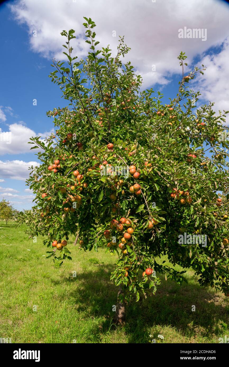 Verger avec pommes rouges et jaunes Banque D'Images