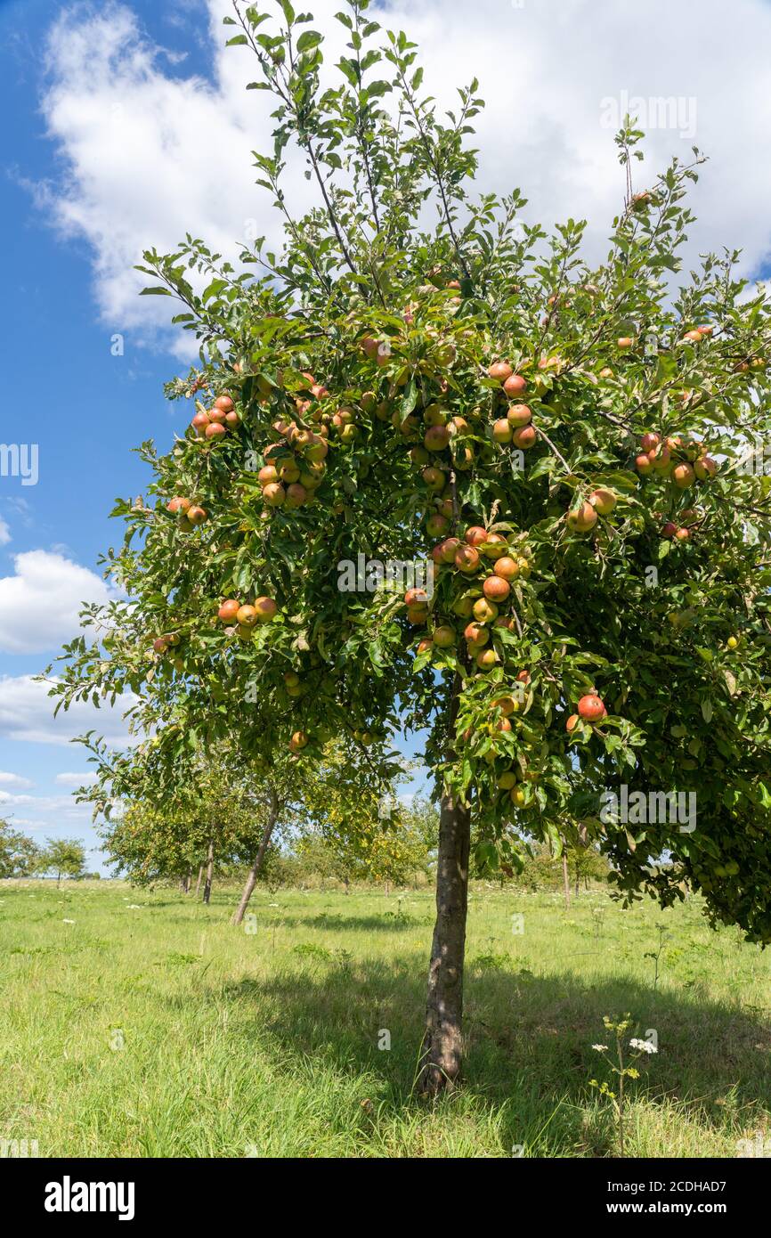 Verger avec pommes rouges et jaunes Banque D'Images