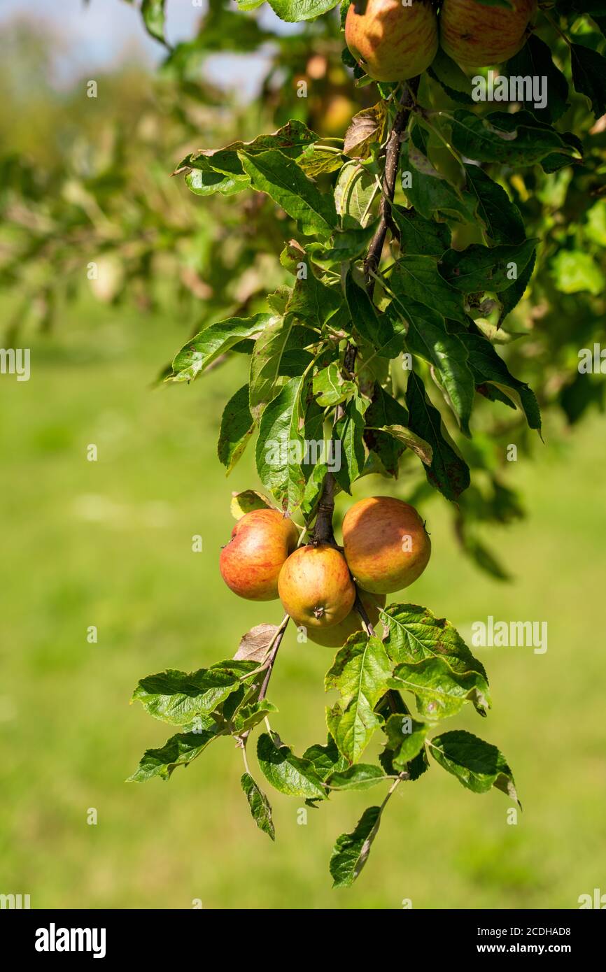 Verger avec pommes rouges et jaunes Banque D'Images