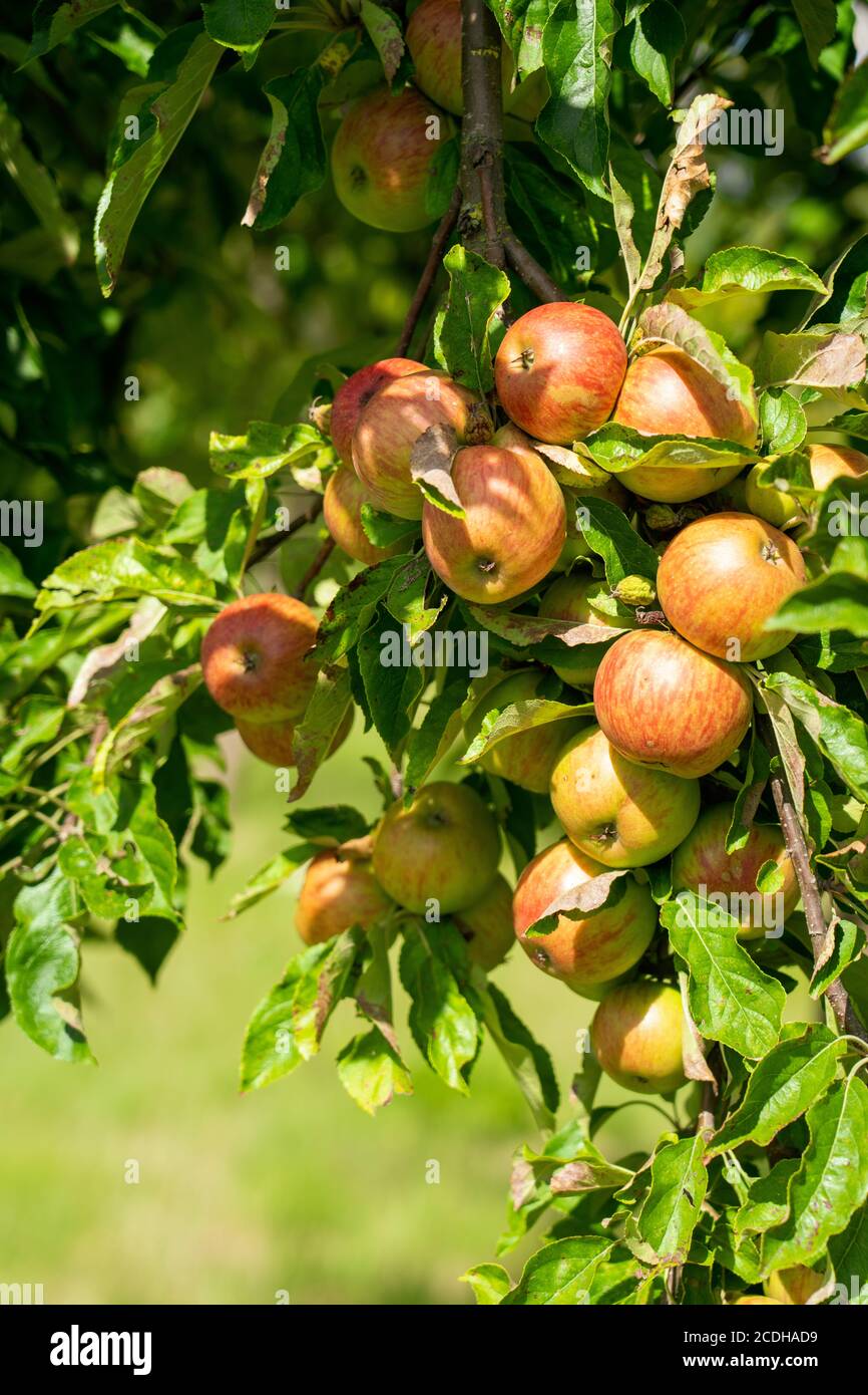 Verger avec pommes rouges et jaunes Banque D'Images