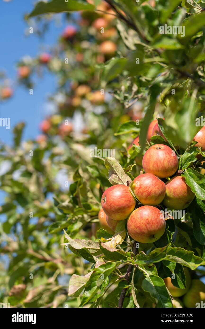 Verger avec pommes rouges et jaunes Banque D'Images