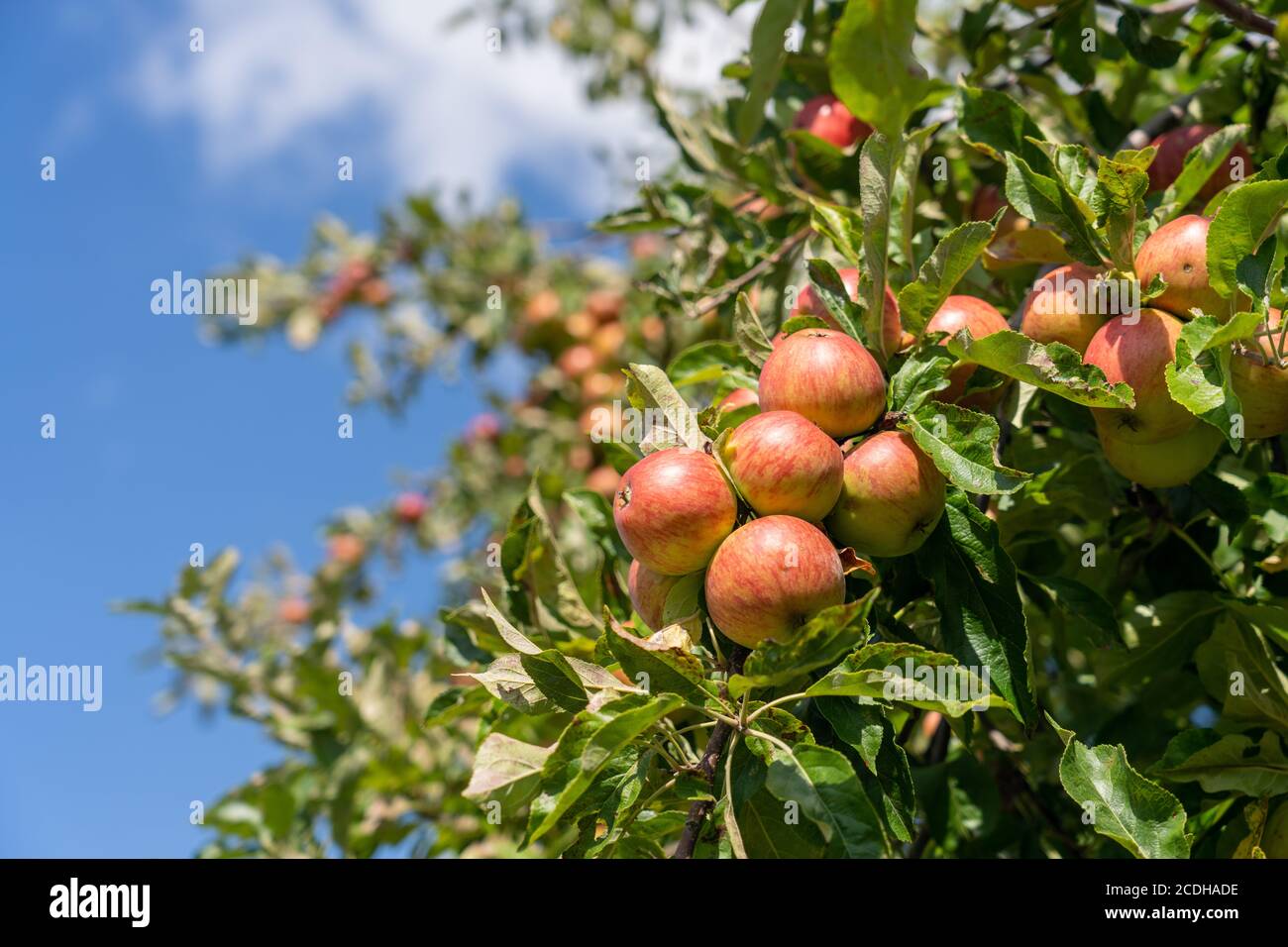 Verger avec pommes rouges et jaunes Banque D'Images