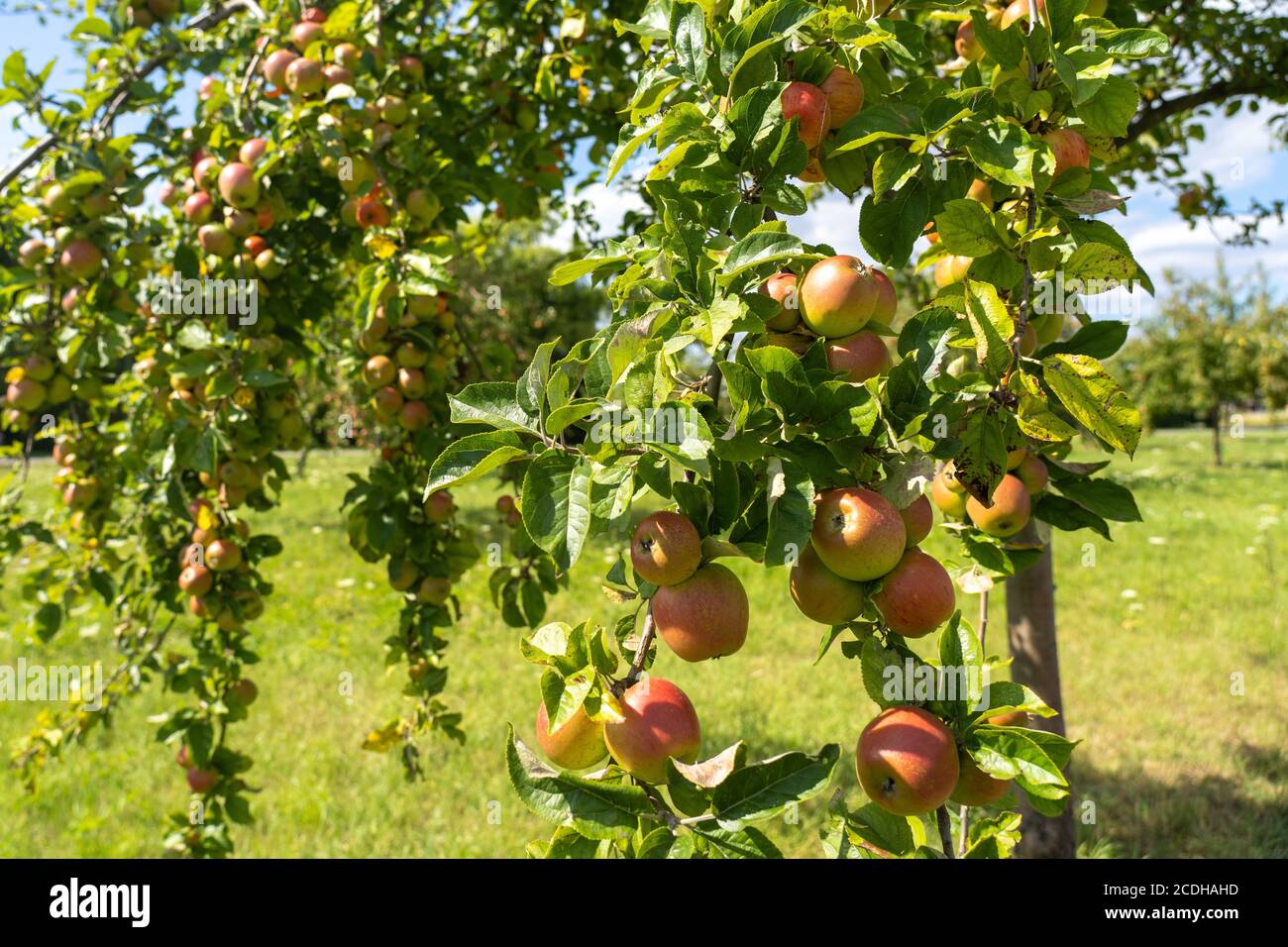 Verger avec pommes rouges et jaunes Banque D'Images