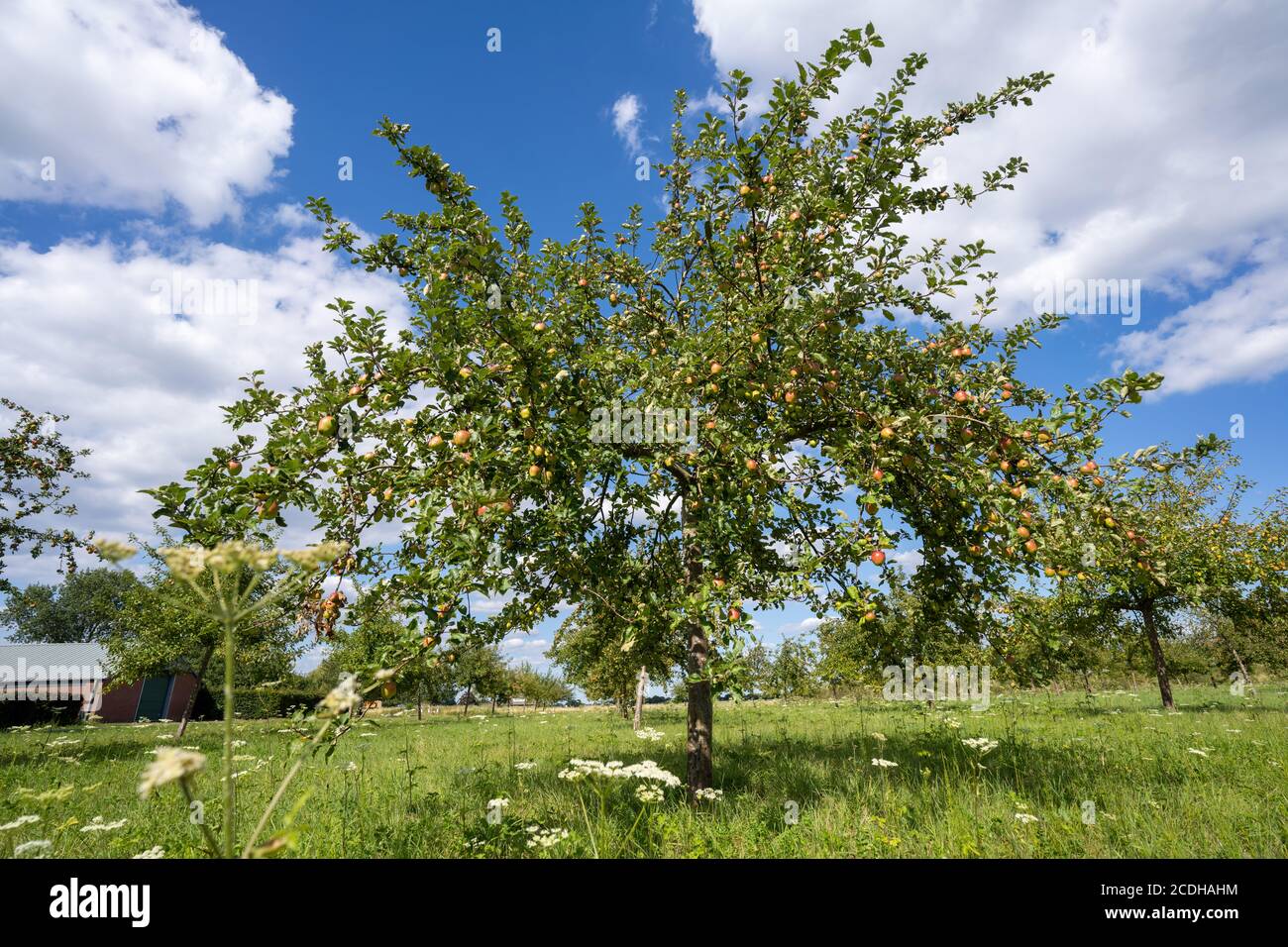 Verger avec pommes rouges et jaunes Banque D'Images