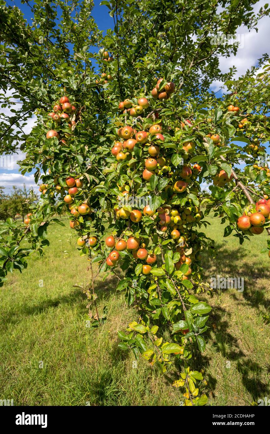 Verger avec pommes rouges et jaunes Banque D'Images
