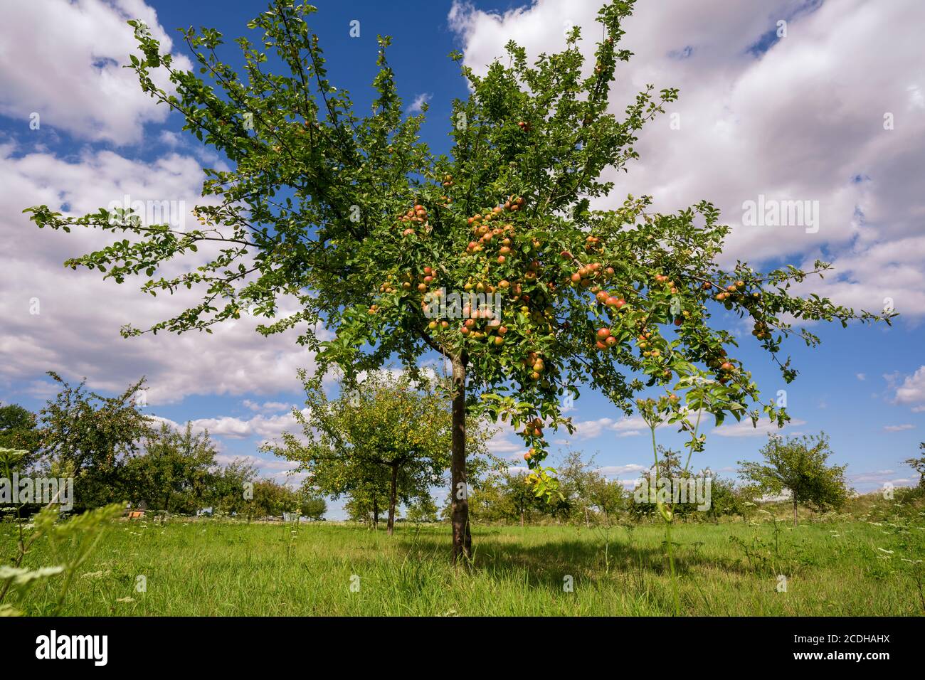 Verger avec pommes rouges et jaunes Banque D'Images