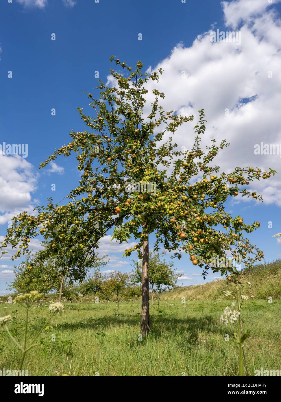 Verger avec pommes rouges et jaunes Banque D'Images