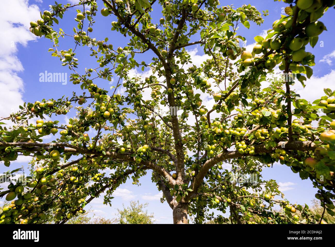 Verger avec pommes rouges et jaunes Banque D'Images