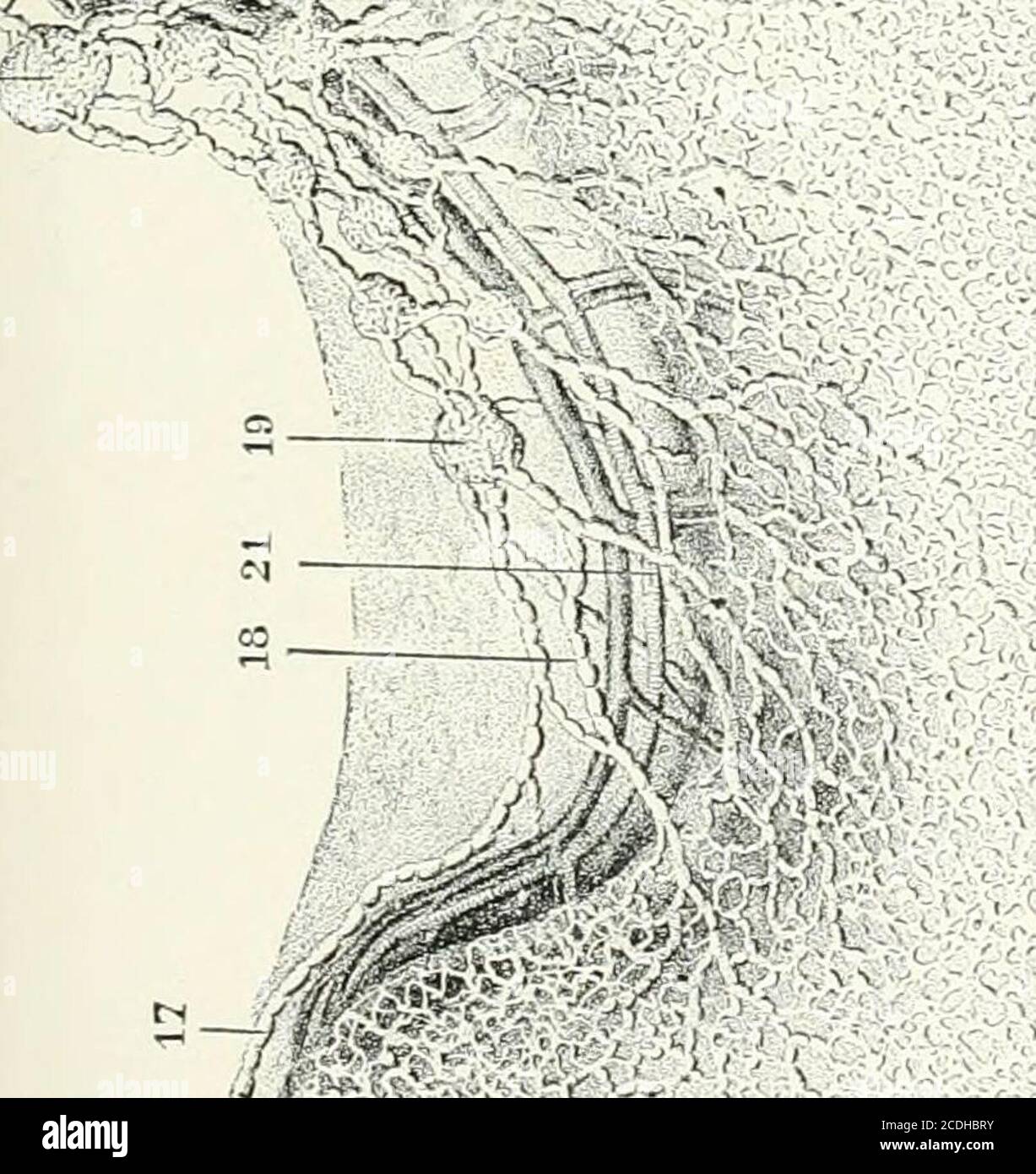 . Un manuel de référence des sciences médicales englobant toute la gamme de la médecine scientifique et pratique et des sciences connexes . gastro-épiploïcce inferiores. Ils se trouvent dans le grand omentum et forment une partie du plexus lymphatique coeliaque; 15, 16, vasa gastro-épiploïcadux; 17, tronc du duodénum et du pylorus aux glandes le long de la courbure moindre; 18, 18, troncs extendiug à la courbure moindre; 19, 19, les glandes lymphatiques le long des vaisseaux gastrocoronaires dans la moindre courbure {ylandulai lyinphntica gnxtrn-tpiploiciB snpcnores); theyreceive tous les troncs ascendants dits fr Banque D'Images