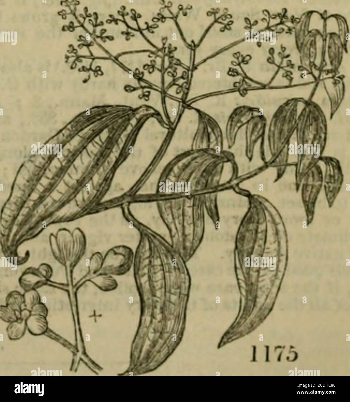 . Arboretum et fruticetum Britannicum; ou, les arbres et arbustes de Grande-Bretagne, indigènes et étrangers, rustiques et semi-rustiques, délimités par des illustrations et des éléments botaniques, et décrits scientifiquement et populairement; avec leur propagation, leur culture, leur gestion et leurs utilisations dans les arts, dans les plantations utiles et ornementales, et dans le jardinage paysagiste; précédé d'un plan historique et géographique des arbres et arbustes des climats tempérés dans le monde entier . la nature 117+ se diffuse rapidement à travers tout le cadre hum.nn. Il est utilisé dans une grande variété de préparations médicales. Le camphre est obtenu fro Banque D'Images