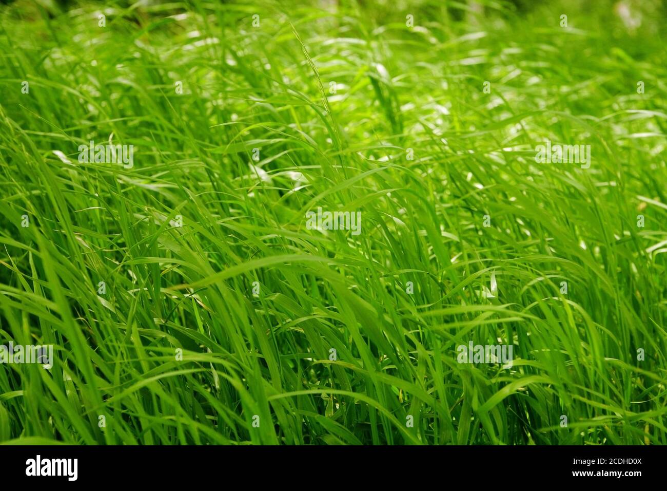 Des lames vertes d'herbe fraîche Banque D'Images