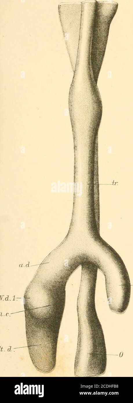 . Anatomie . St d F^^.Z. Saint-s. STD si.s St d. TIG. 3. Vsrla.^ v: J, F.Bsitoiaim, *vies;aden Banque D'Images